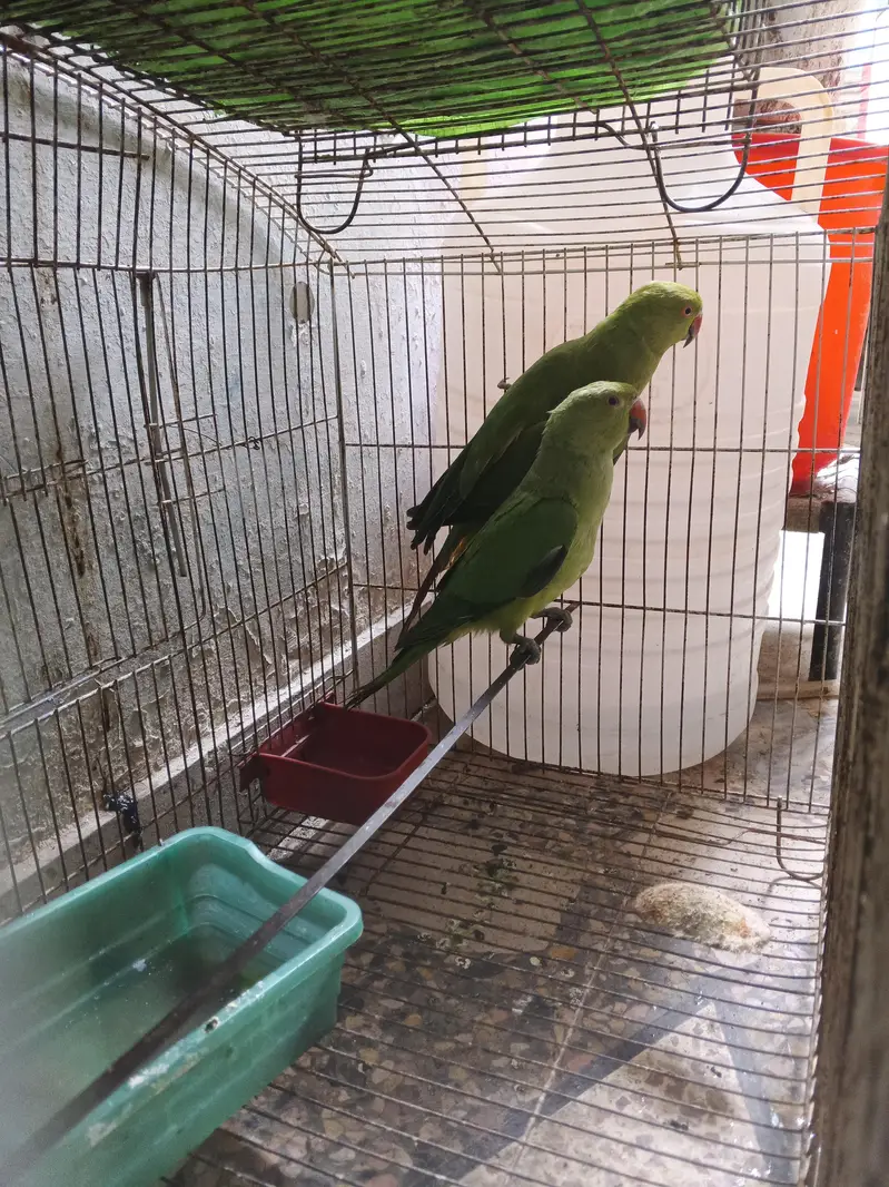 green parrot — photo 2