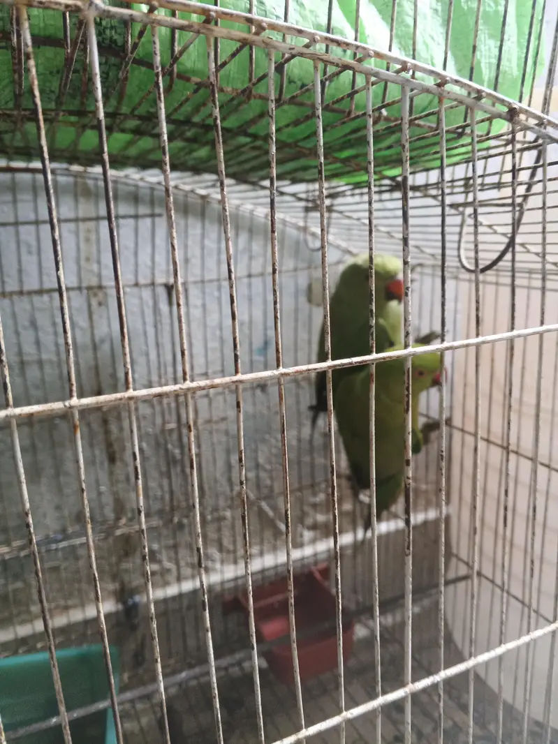 green parrot — photo 3