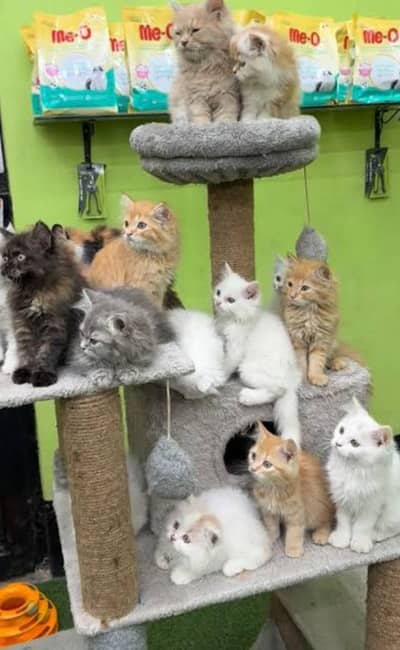 Pure Persian kittens for sale only (adults cats availabe on adoption)