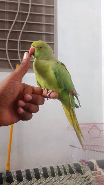 ring nack parrot  cocktail parrot plum Headed parrot laka  03126338619