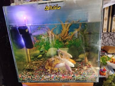 Fish Aquarium with Fishes
