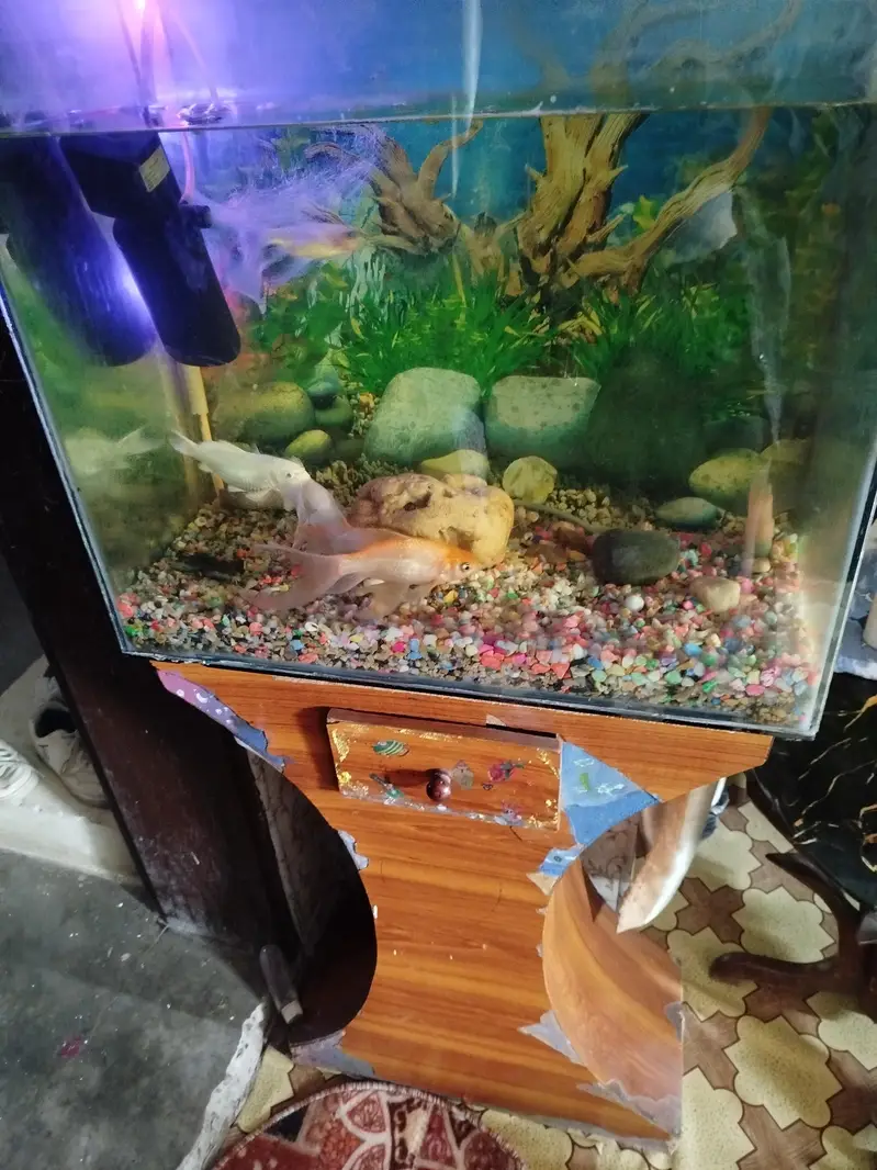 Fish Aquarium with Fishes — photo 2