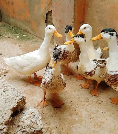 Beautiful Male Ducks