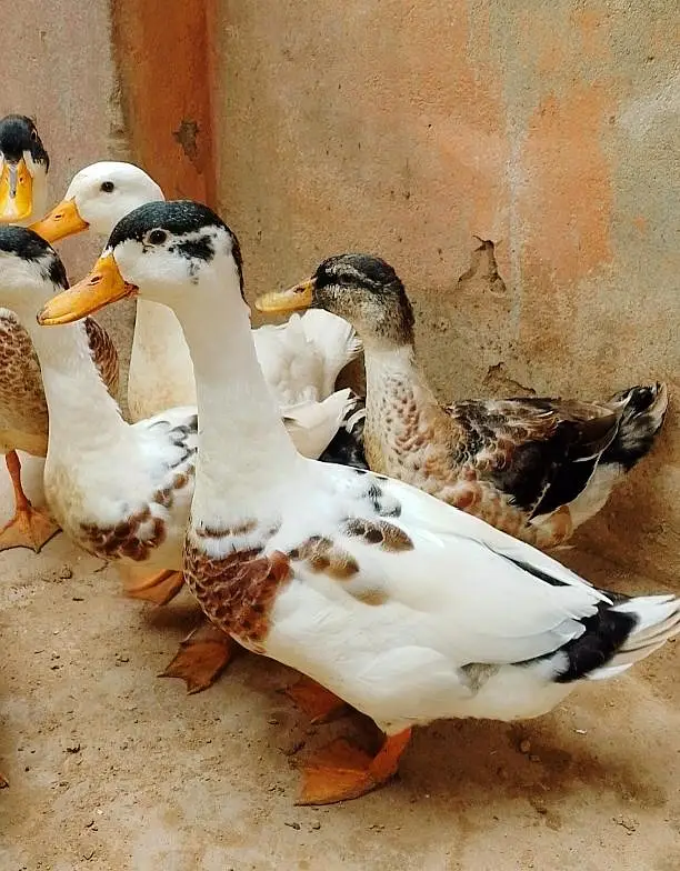 Beautiful Male Ducks — photo 2