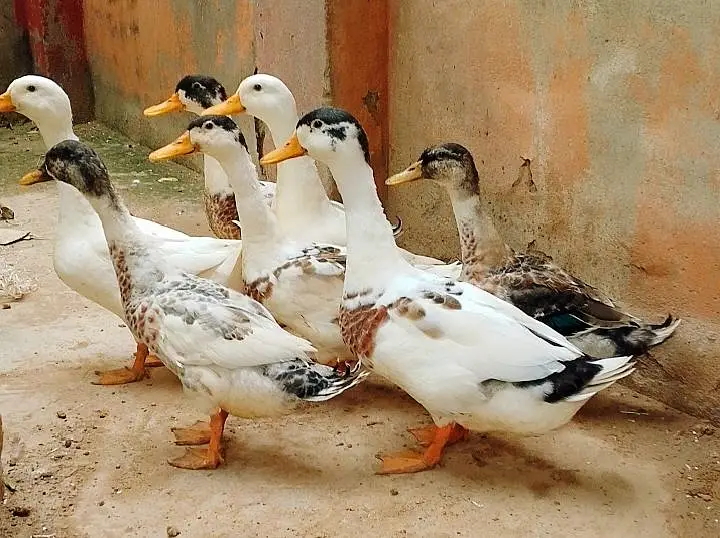 Beautiful Male Ducks — photo 3