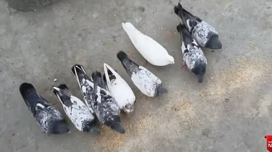 All Pigeon For Sale ( Pure Patti Waly ) / High Flyer Pigeons