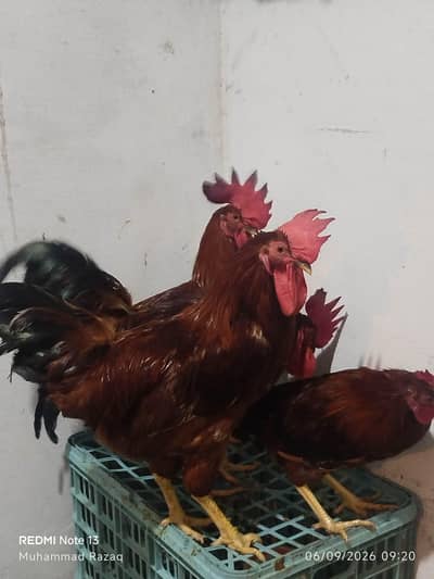 Murgy healthy and active  RIR breed