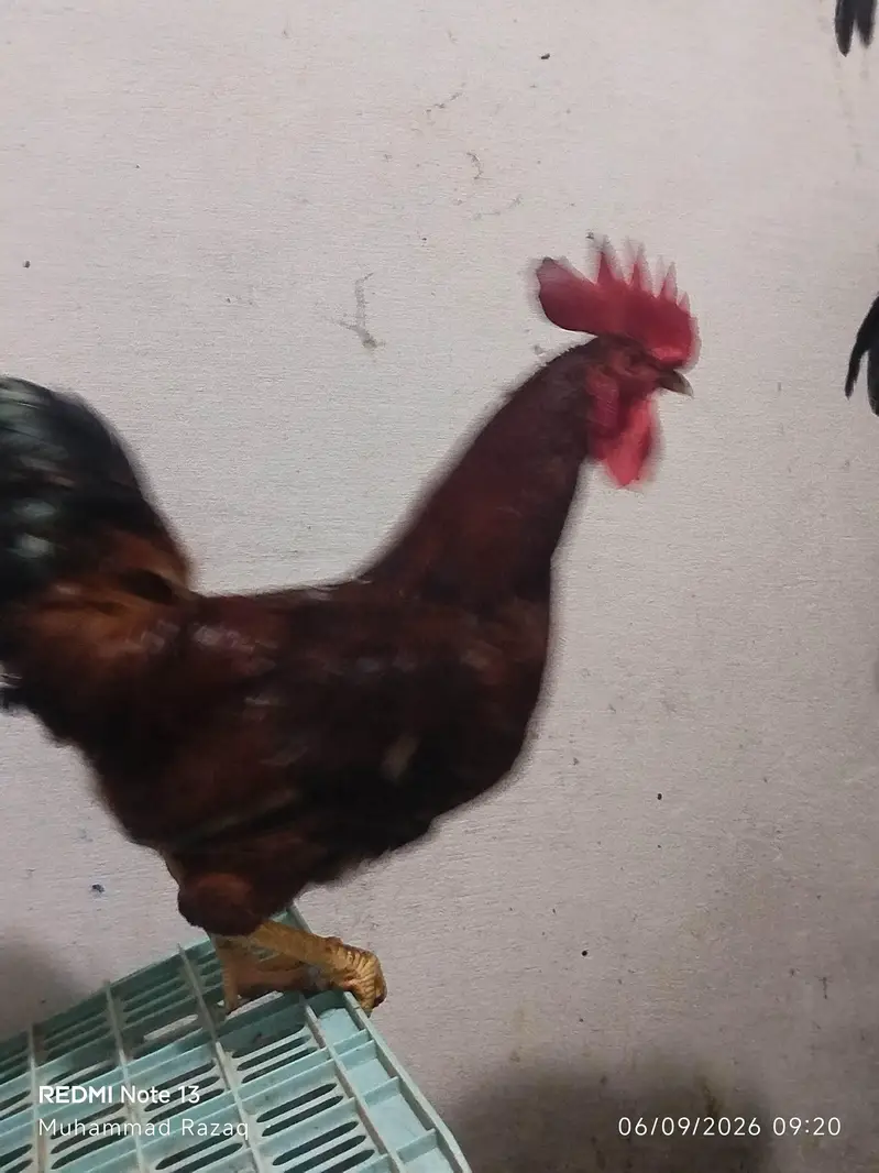 Murgy healthy and active  RIR breed — photo 2