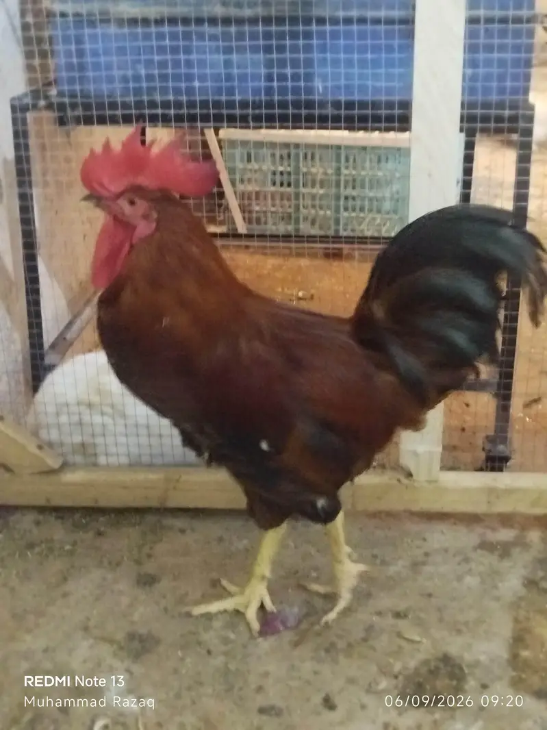 Murgy healthy and active  RIR breed — photo 3