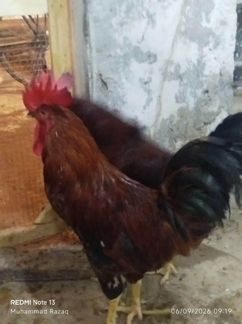 Murgy healthy and active  RIR breed — photo 4