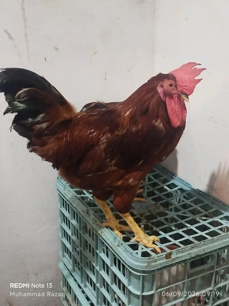 Murgy healthy and active  RIR breed — photo 5
