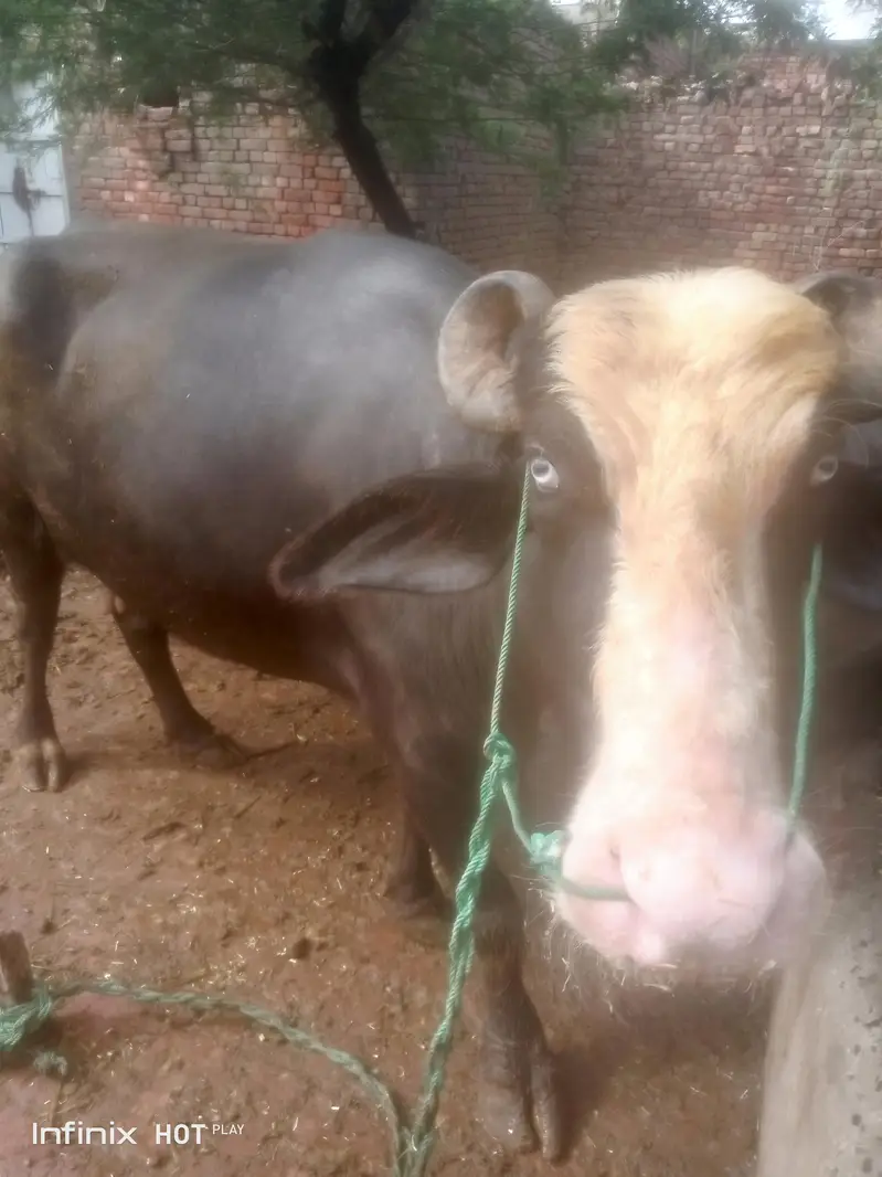 best for meat — photo 2