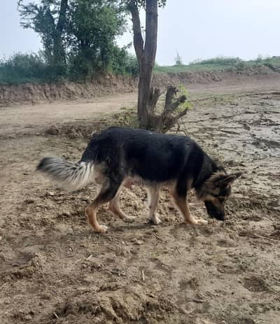 German shepherd femail For sale