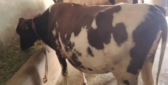 8Month gaban cow