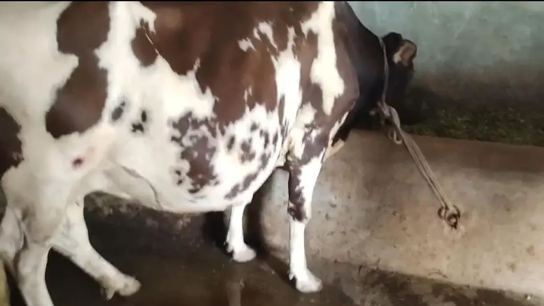 8Month gaban cow — photo 2
