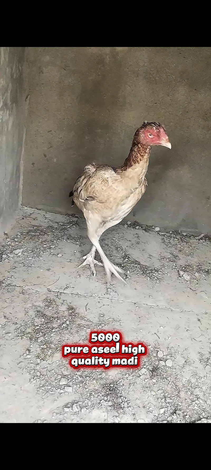 all aseel setup for sale 03213551584 only WhatsApp cargo all Pakistan — photo 2