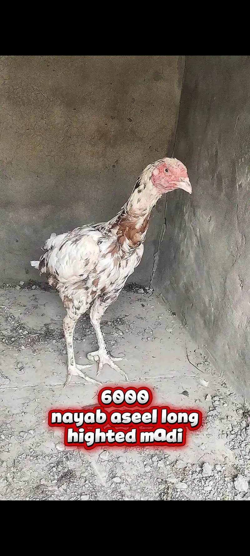 all aseel setup for sale 03213551584 only WhatsApp cargo all Pakistan — photo 6