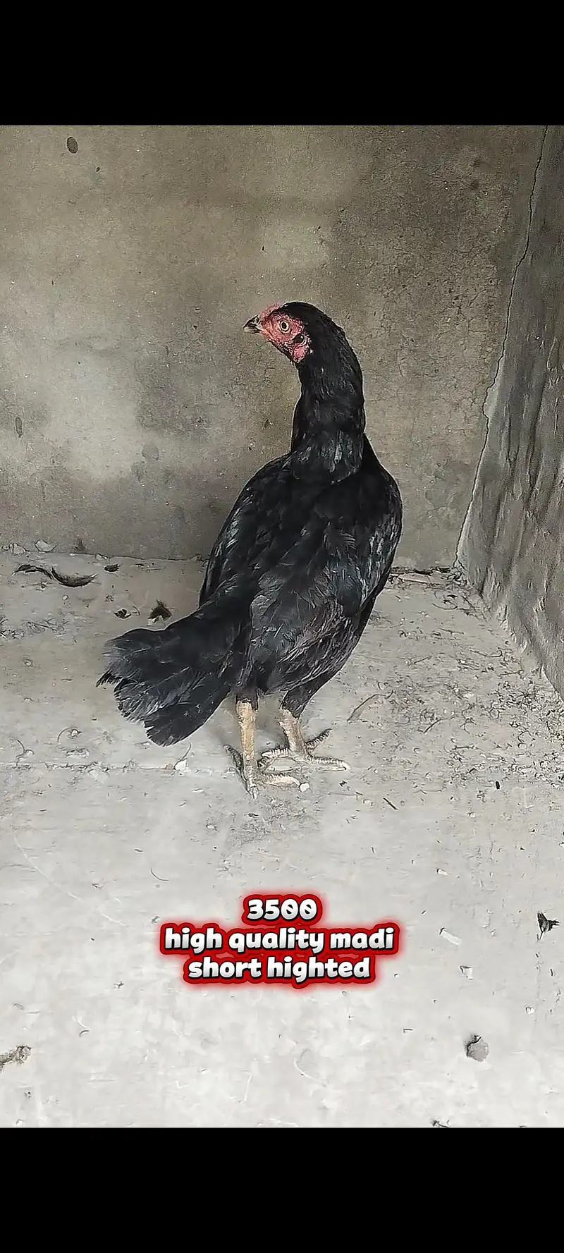 all aseel setup for sale 03213551584 only WhatsApp cargo all Pakistan — photo 7