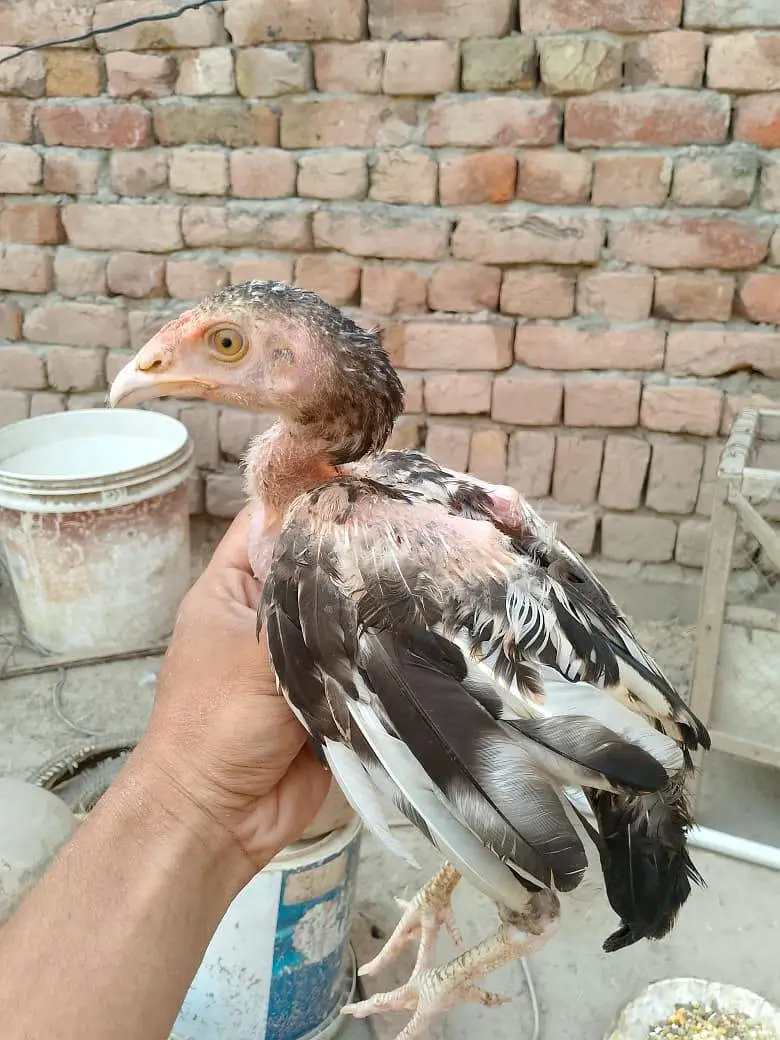aseel patho ka set — photo 4
