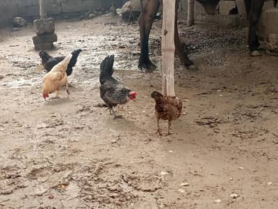 Desi hens for sale h saari egg laying h