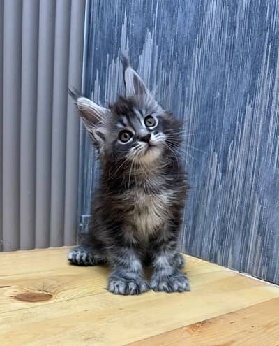 Maine coon