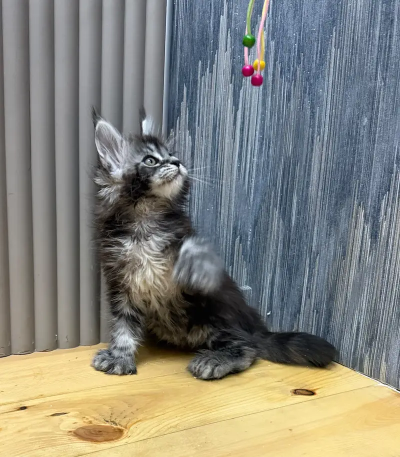 Maine coon — photo 2