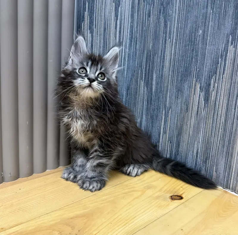 Maine coon — photo 3