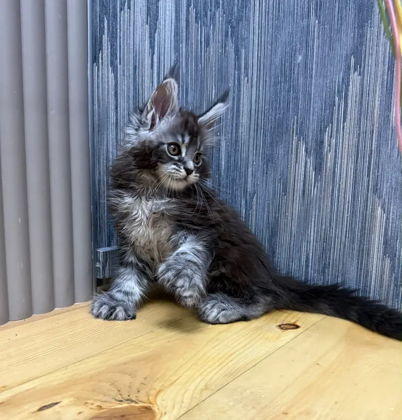 Maine coon — photo 4