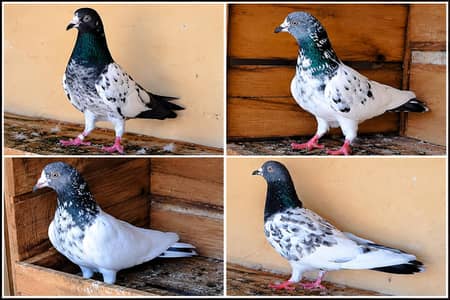 Breeder pigeons
