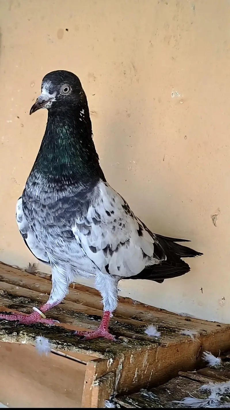 Breeder pigeons — photo 2