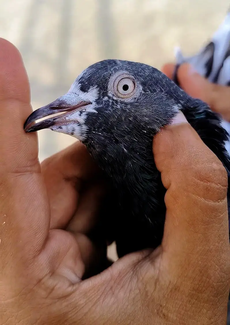 Breeder pigeons — photo 3