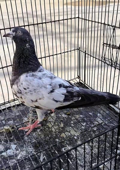 Breeder pigeons