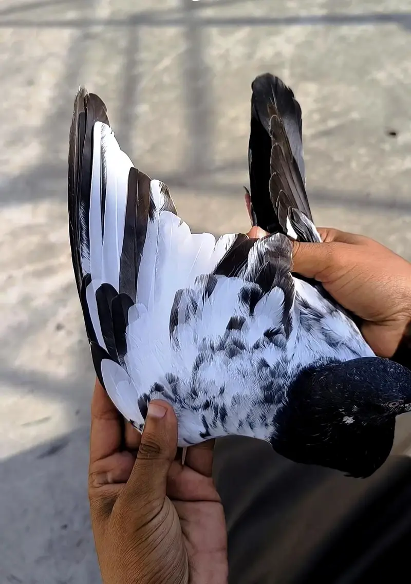 Breeder pigeons — photo 5