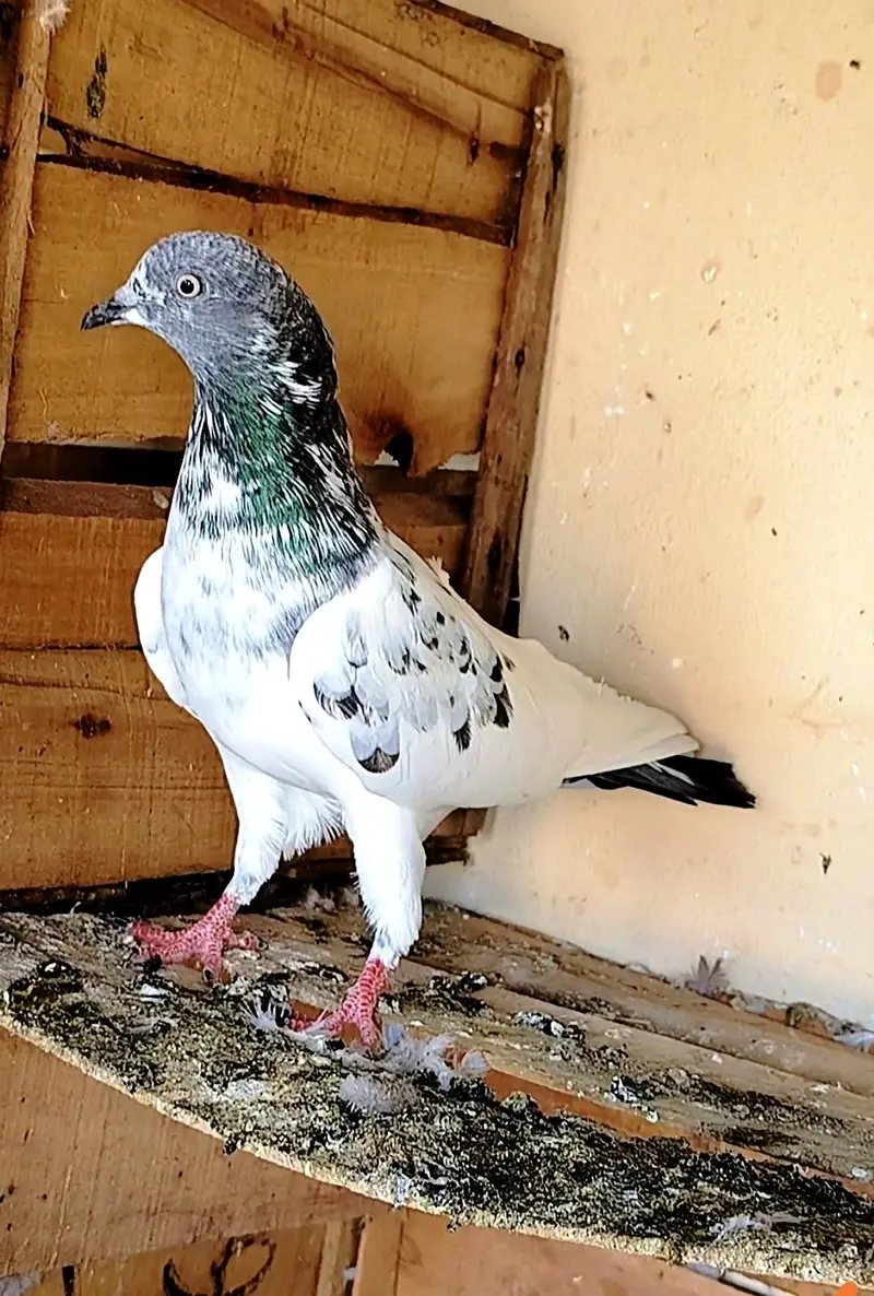 Breeder pigeons — photo 6