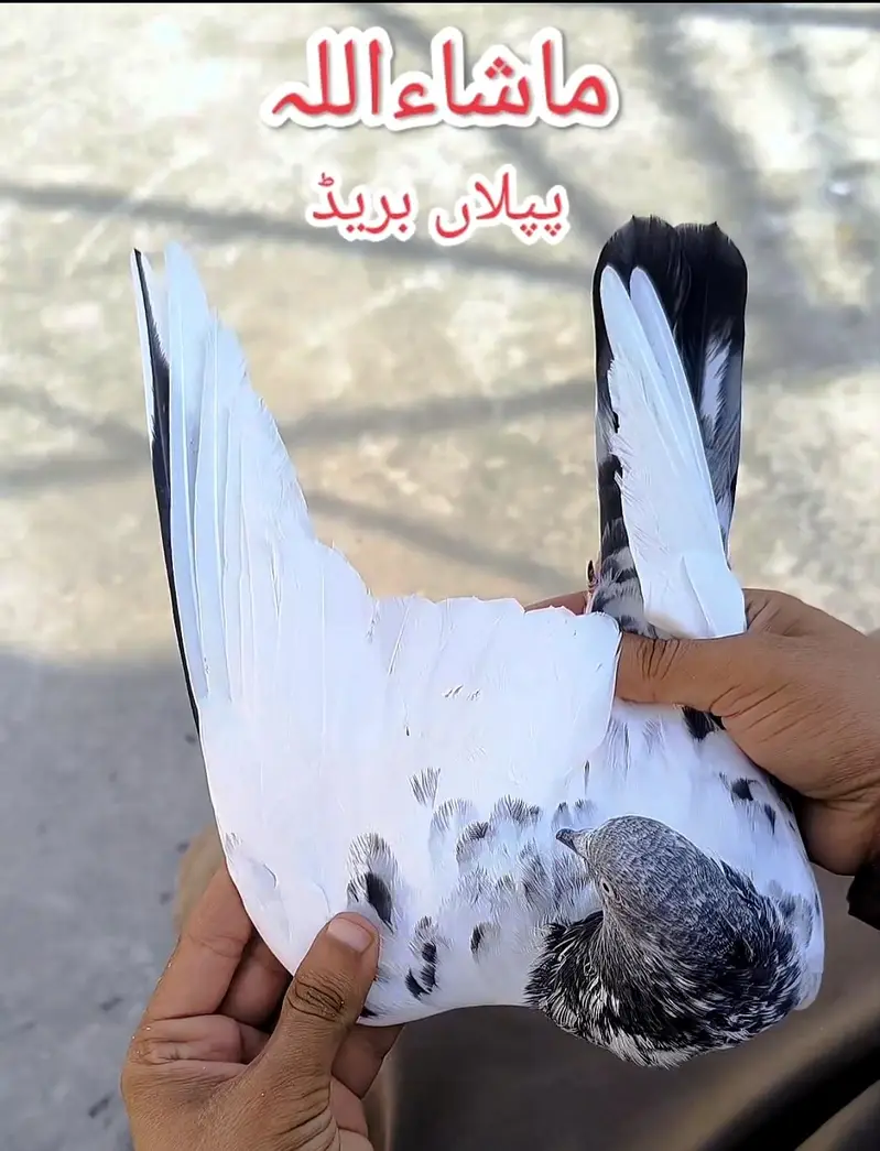 Breeder pigeons — photo 7