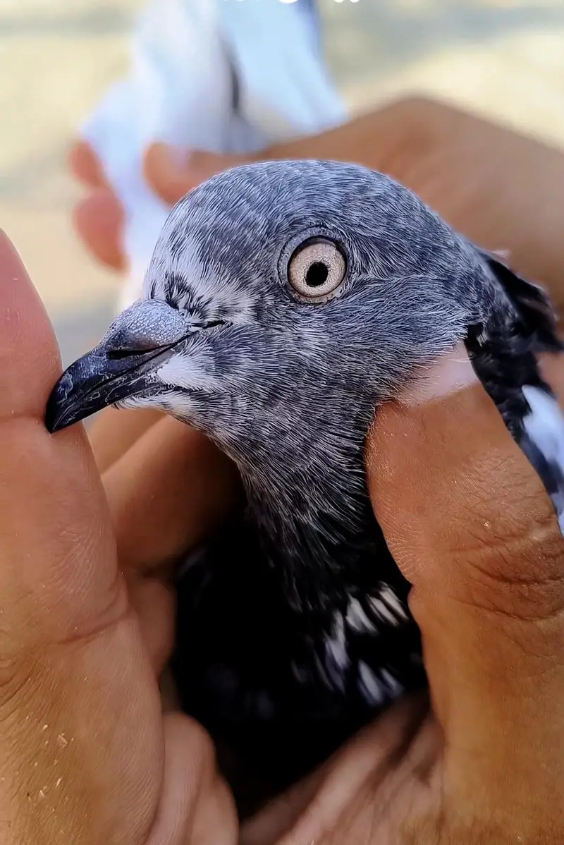 Breeder pigeons — photo 8