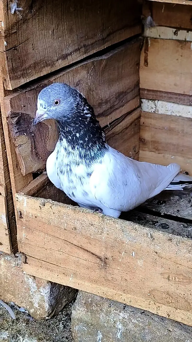 Breeder pigeons — photo 9