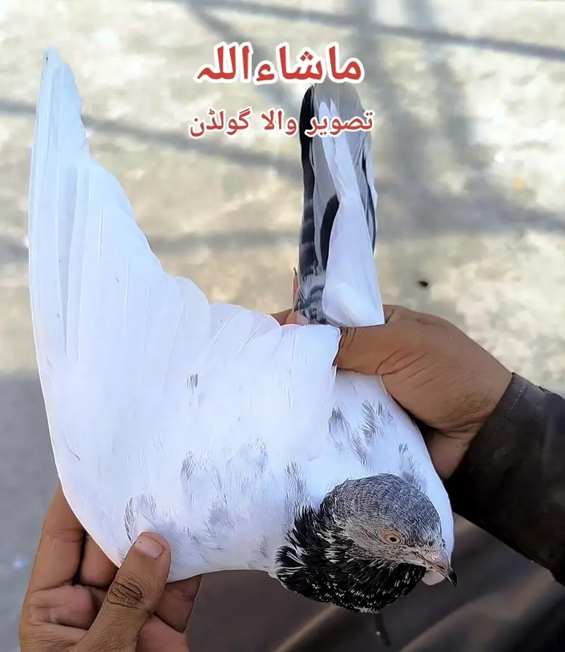 Breeder pigeons — photo 10