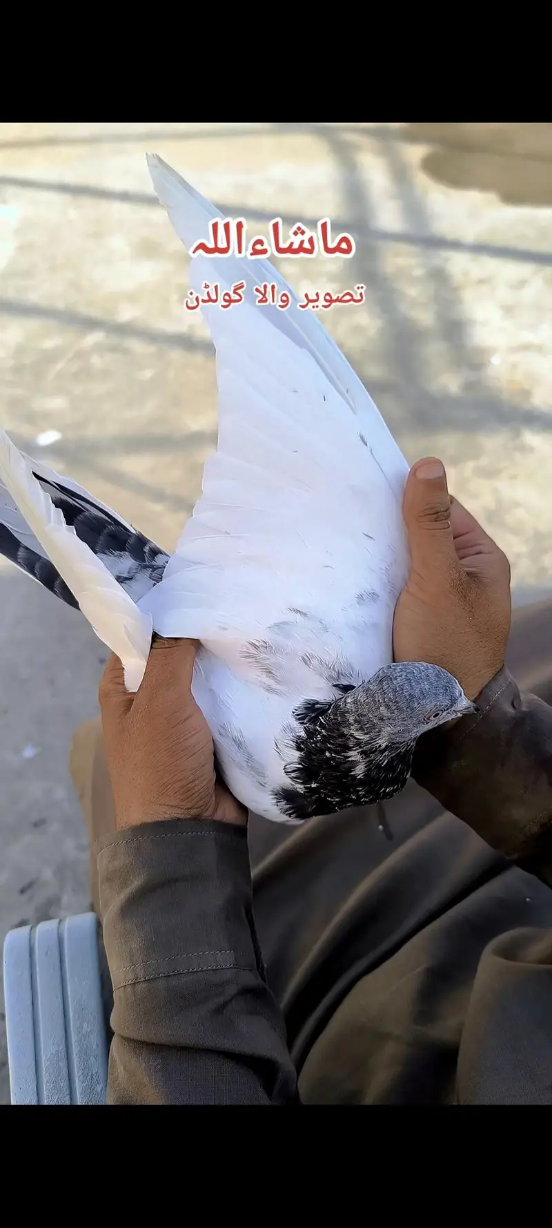 Breeder pigeons — photo 11