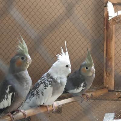 Some Birds 4 Sale. . .