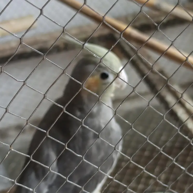 Some Birds 4 Sale. . . — photo 2