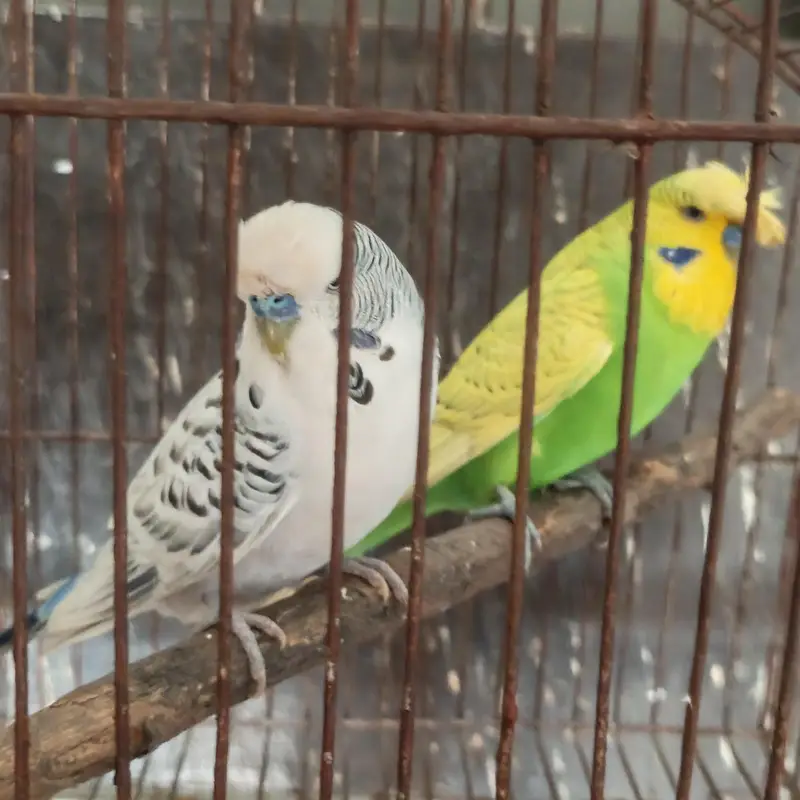 Some Birds 4 Sale. . . — photo 3
