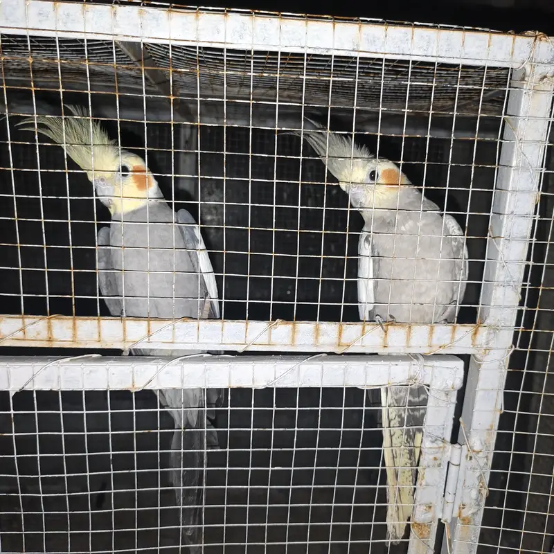 Some Birds 4 Sale. . . — photo 7