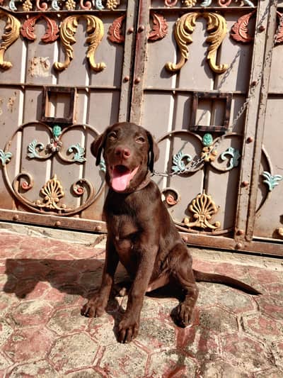 Labrador retriever