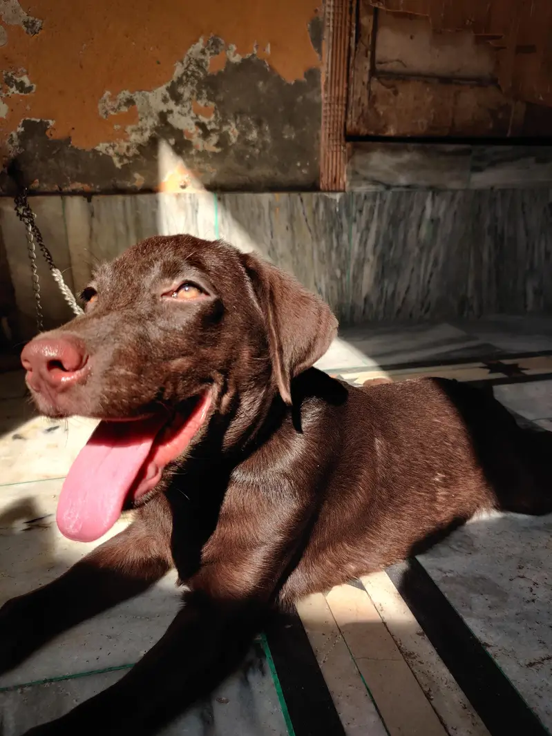 Labrador retriever — photo 2