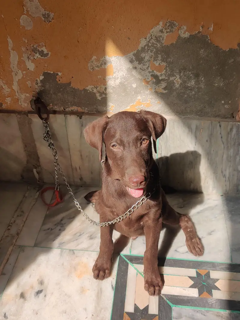 Labrador retriever — photo 3
