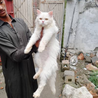 triple coat