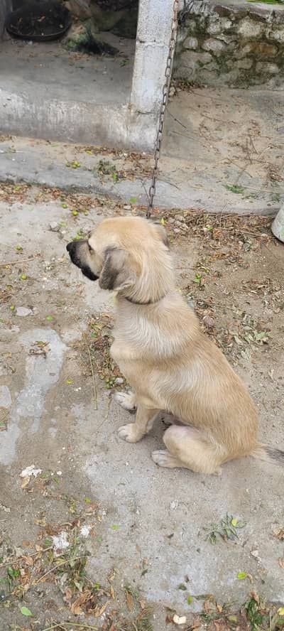 Afghan kuchi dog for sale 03195222108