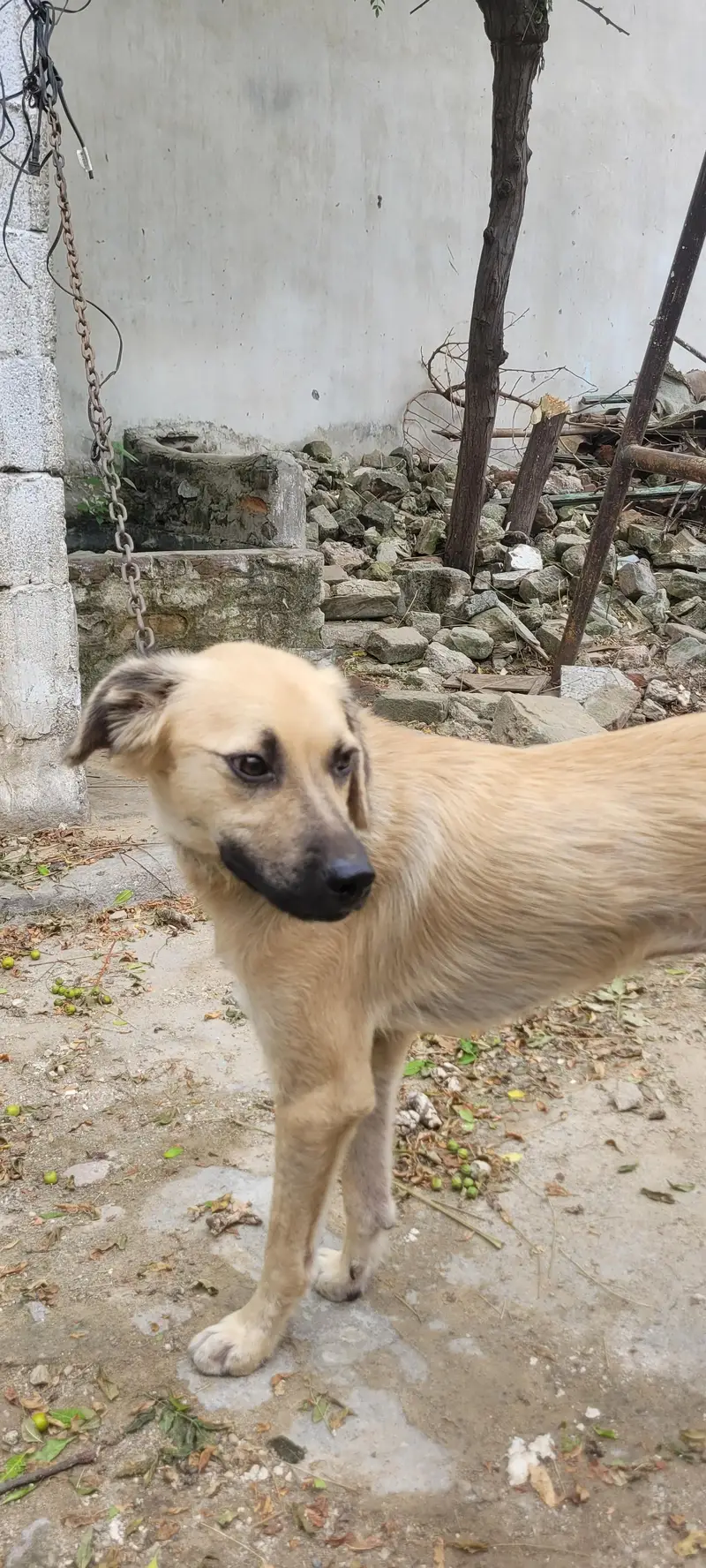 Afghan kuchi dog for sale 03195222108 — photo 2