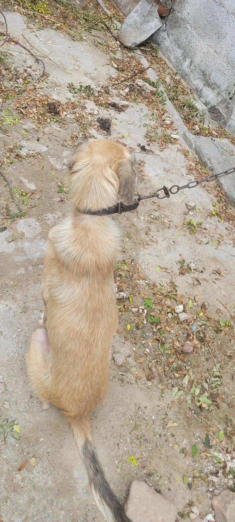 Afghan kuchi dog for sale 03195222108 — photo 3